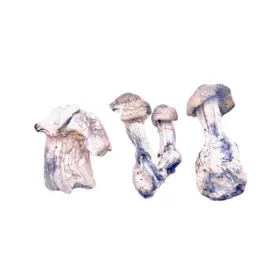 Ape Mushrooms