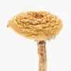 Buy Burmese Dream Mushrooms