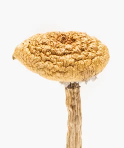 Buy Burmese Dream Mushrooms