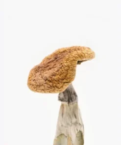 Golden Teachers Mushroom